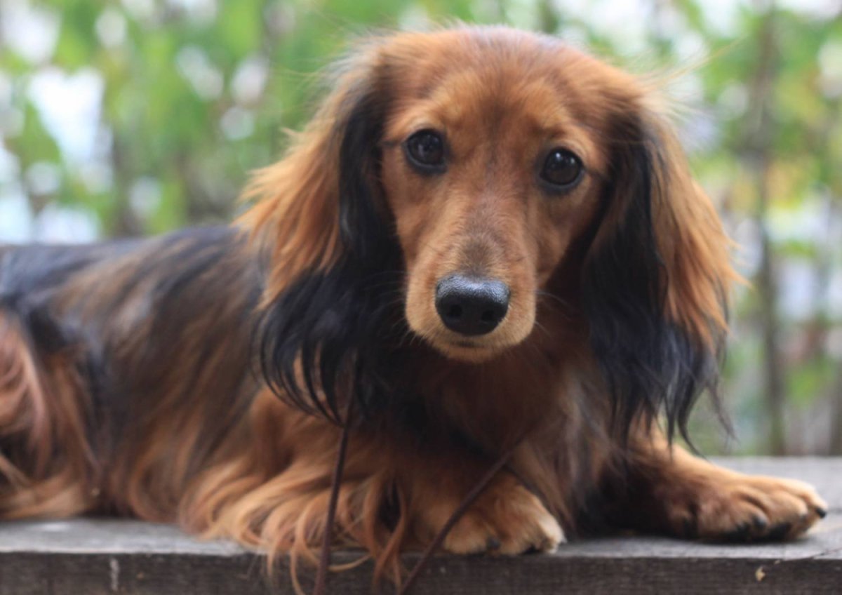 Картинки для инстаграма такса