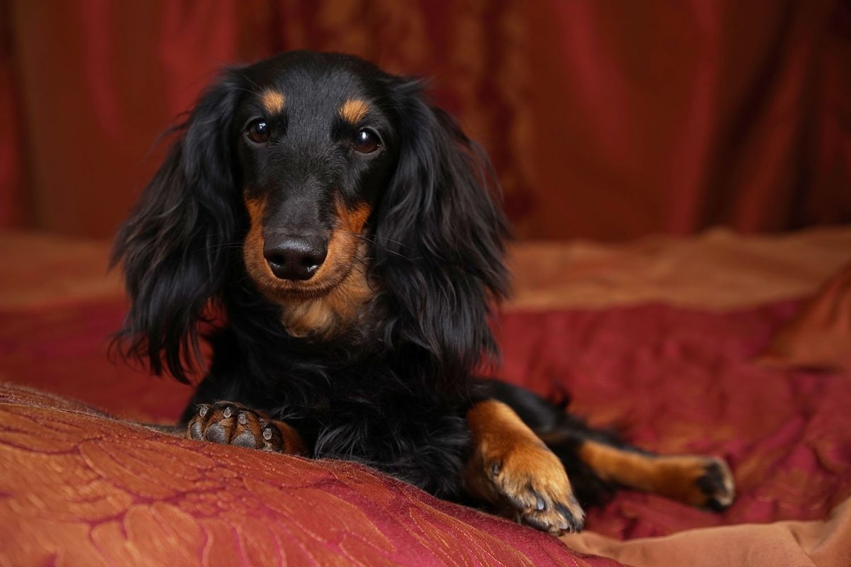 Такса длинношерстная