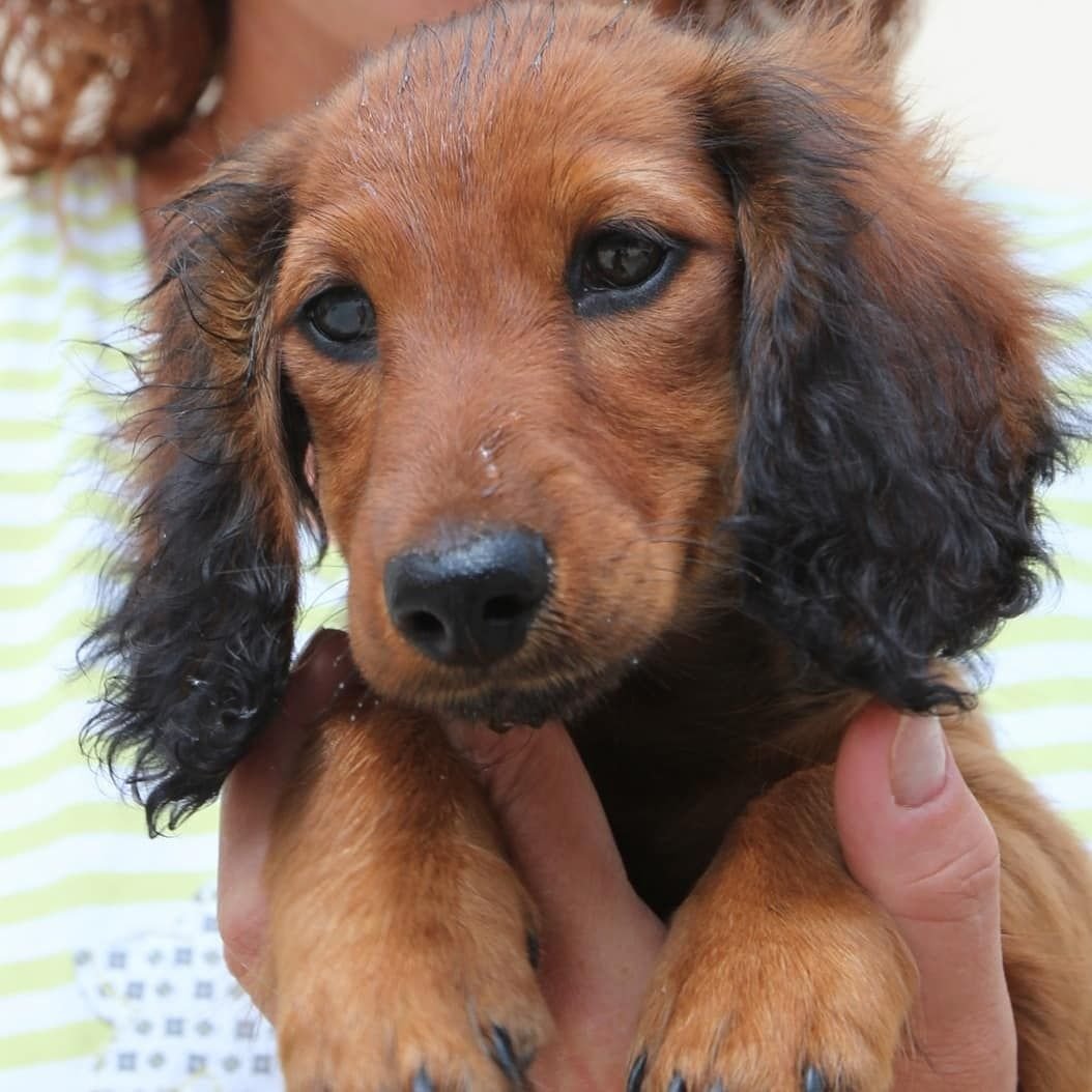 Кроличья такса метис