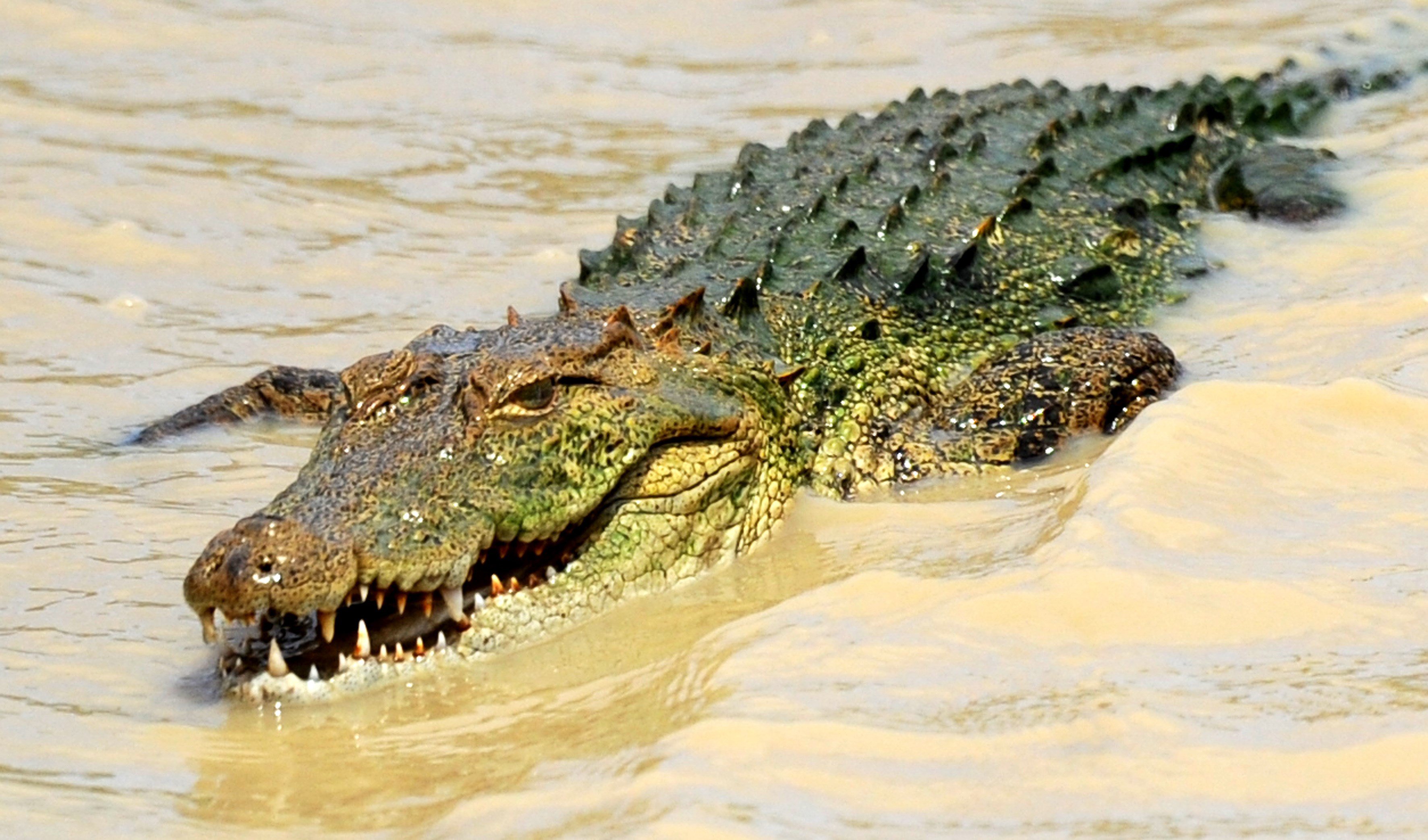 Крокодилы в соленой воде. Морской гребнистый крокодил. Африканский узкорылый крокодил. Нильский Аллигатор. Австралийский гребнистый крокодил.