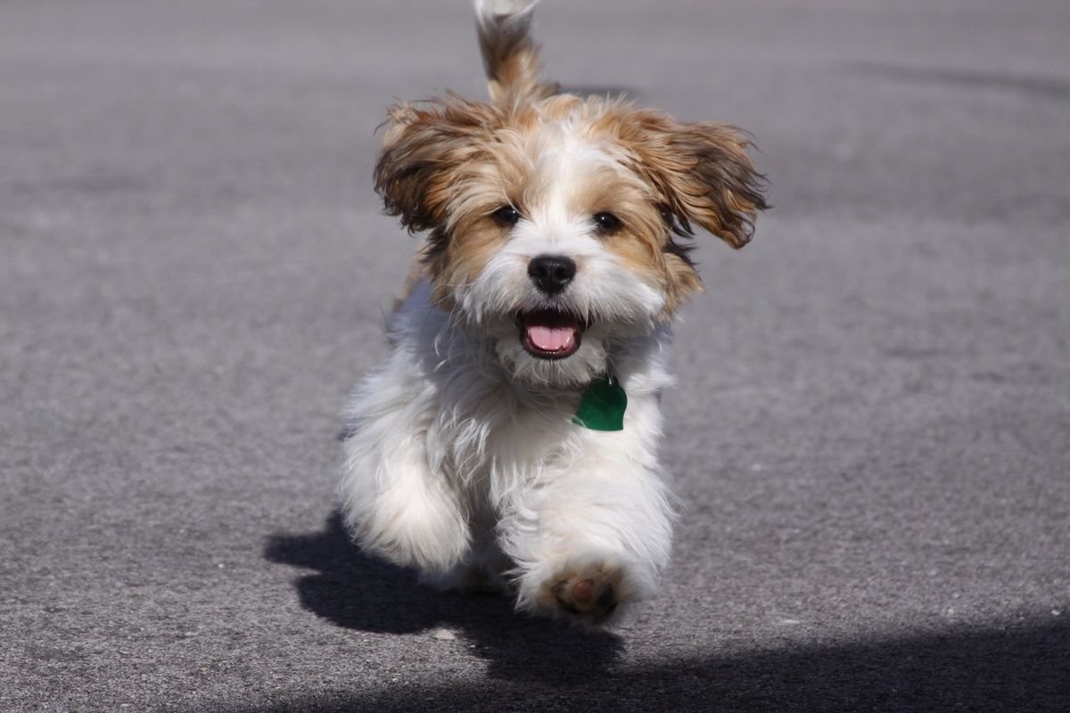 Кавашон собака фото взрослой собаки