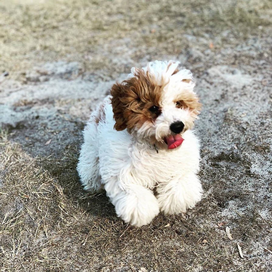 Кокапу, Кавапу, Кавашон