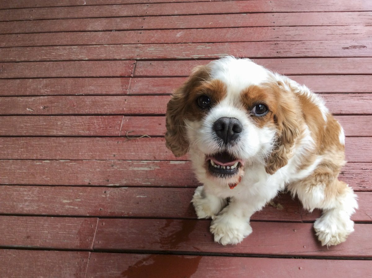 Кавашон щенки