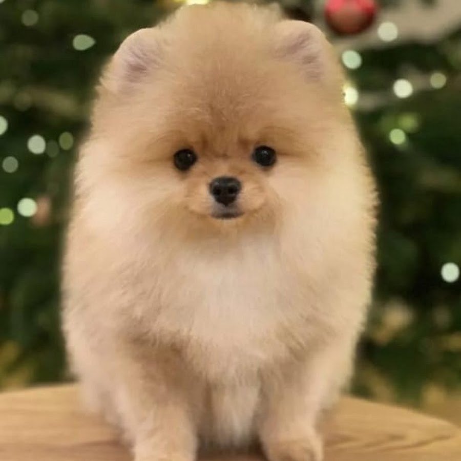 Померанский шпиц породы собак