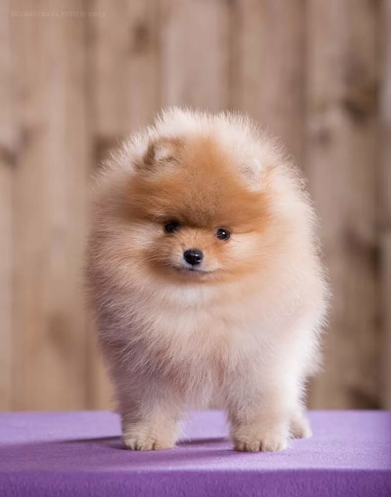 Купить собаку шпиц недорого в Сочи