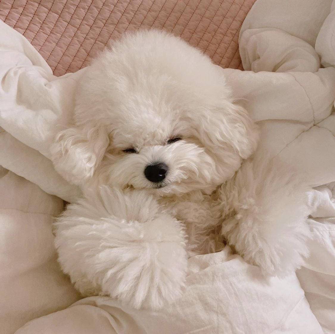 Мальтипу нестриженный