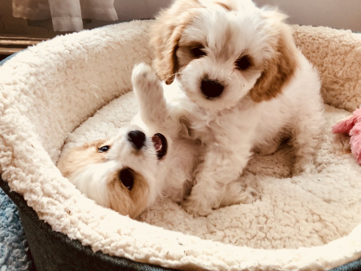 Порода Кавашон