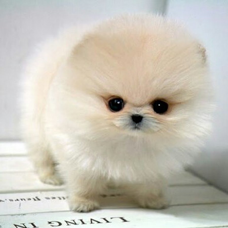 Teacup Pomeranian порода
