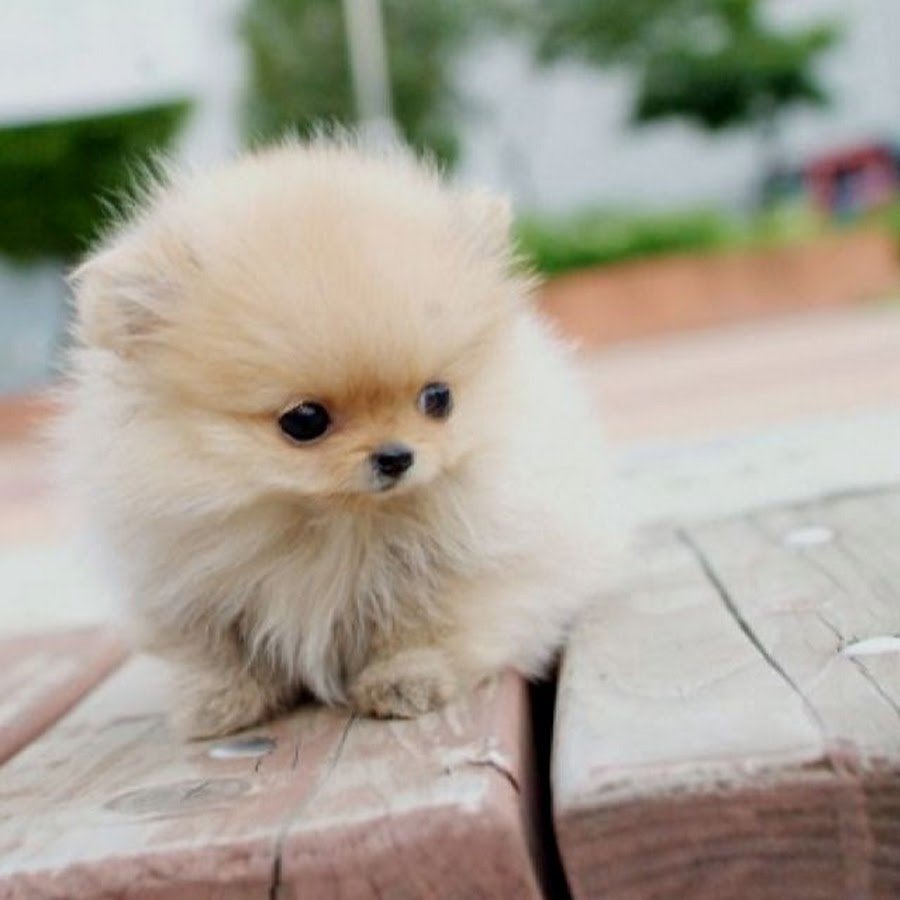 Померанский шпиц Teacup Dog