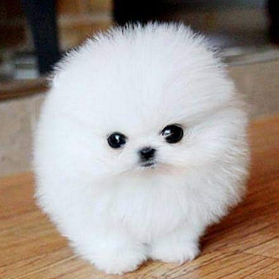 Маленькая белая пушистая собачка