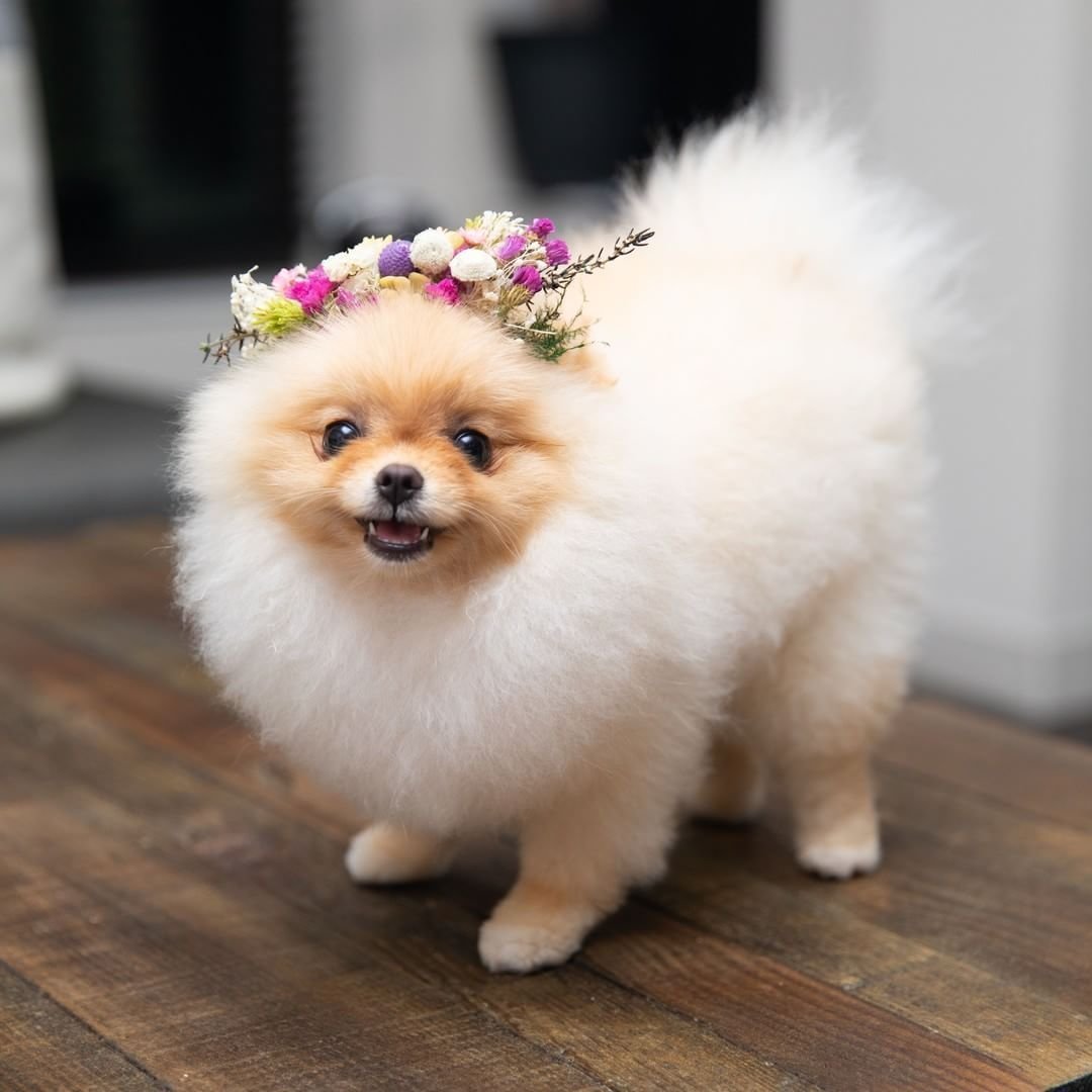 Померанский шпиц пушистый