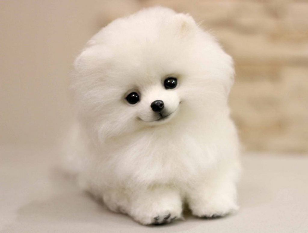 Шпиц юелыйпомеранский