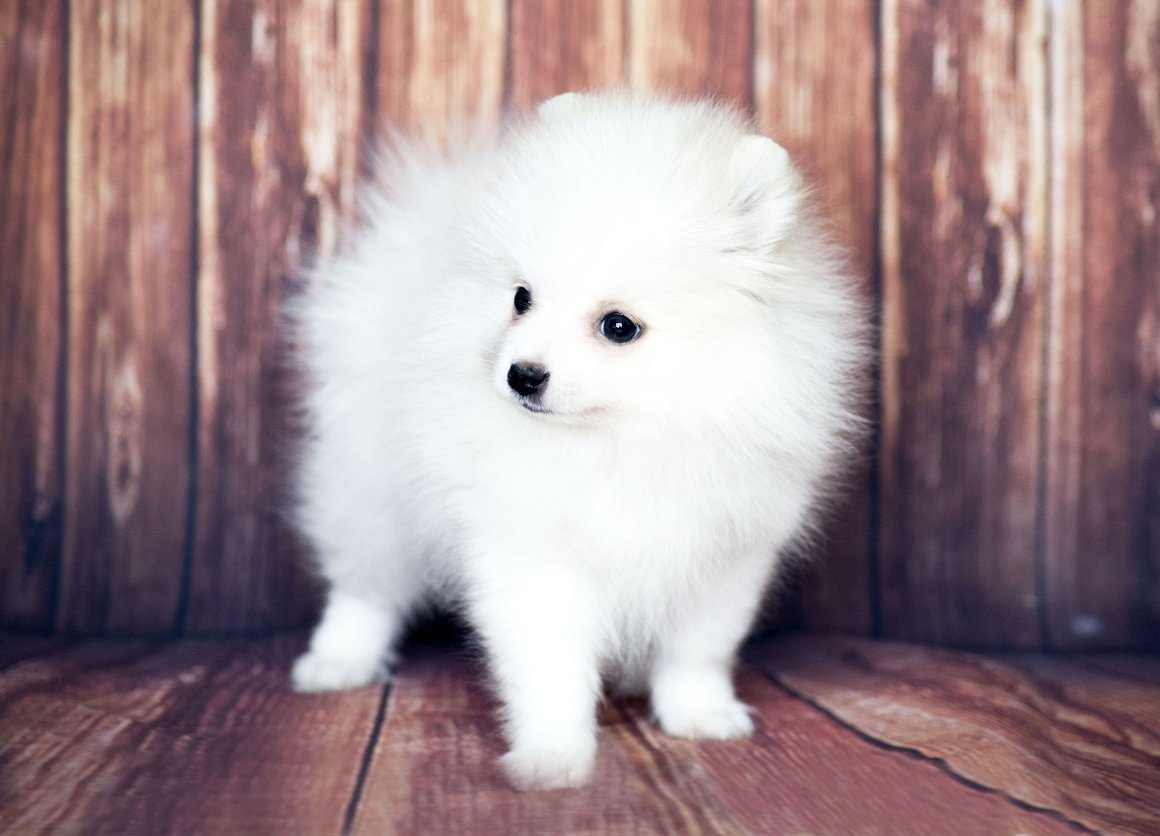 Шпиц собака белая взрослая