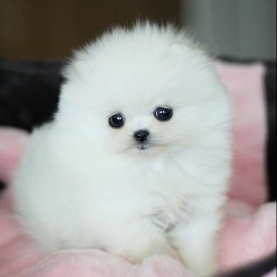 Померанский шпиц белый мини