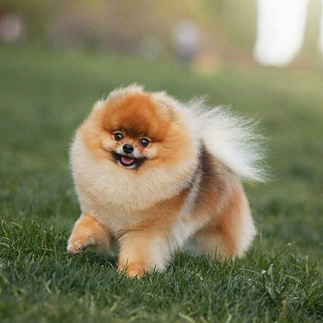 Померанский шпиц