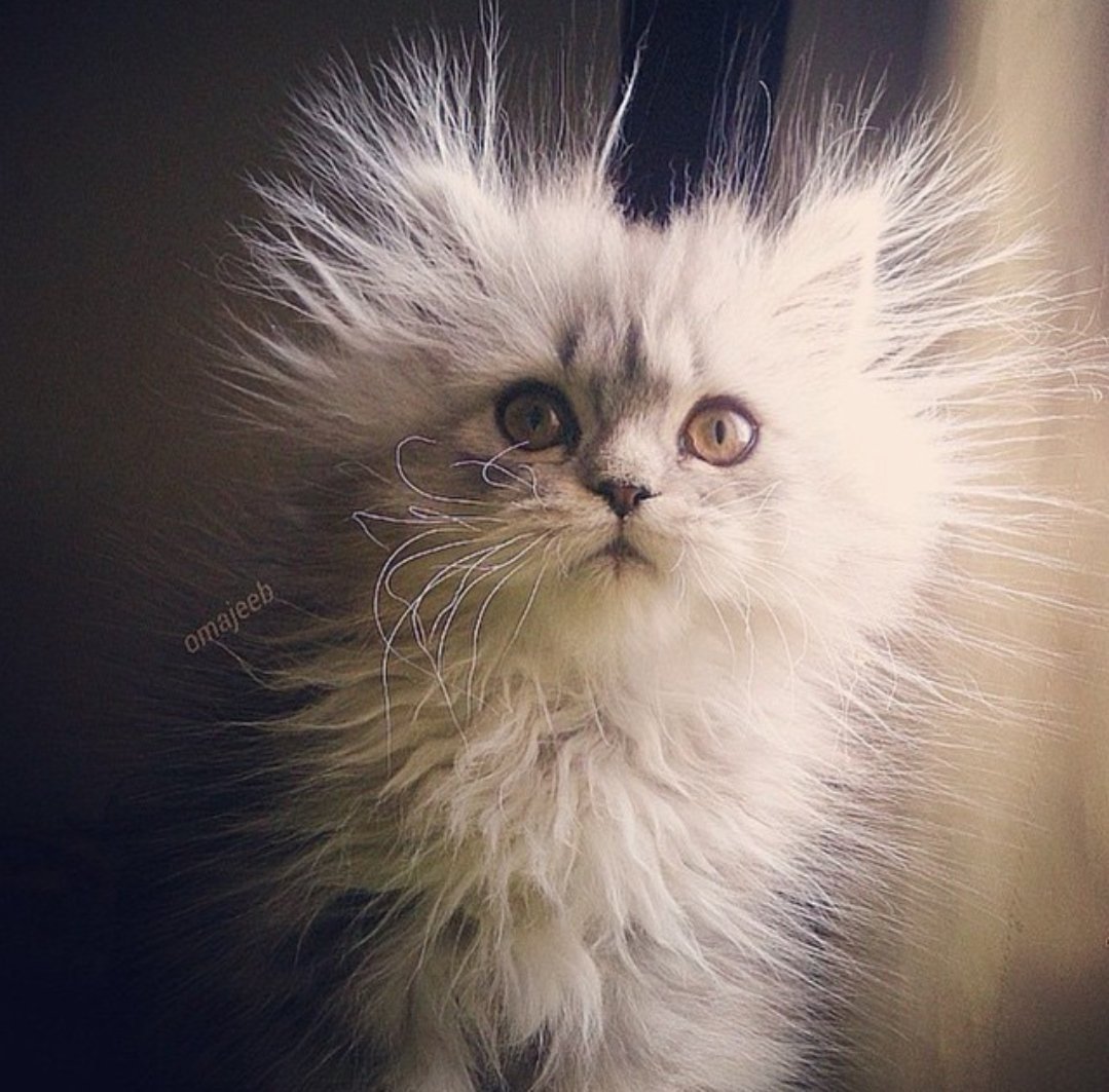 Лохматый котенок