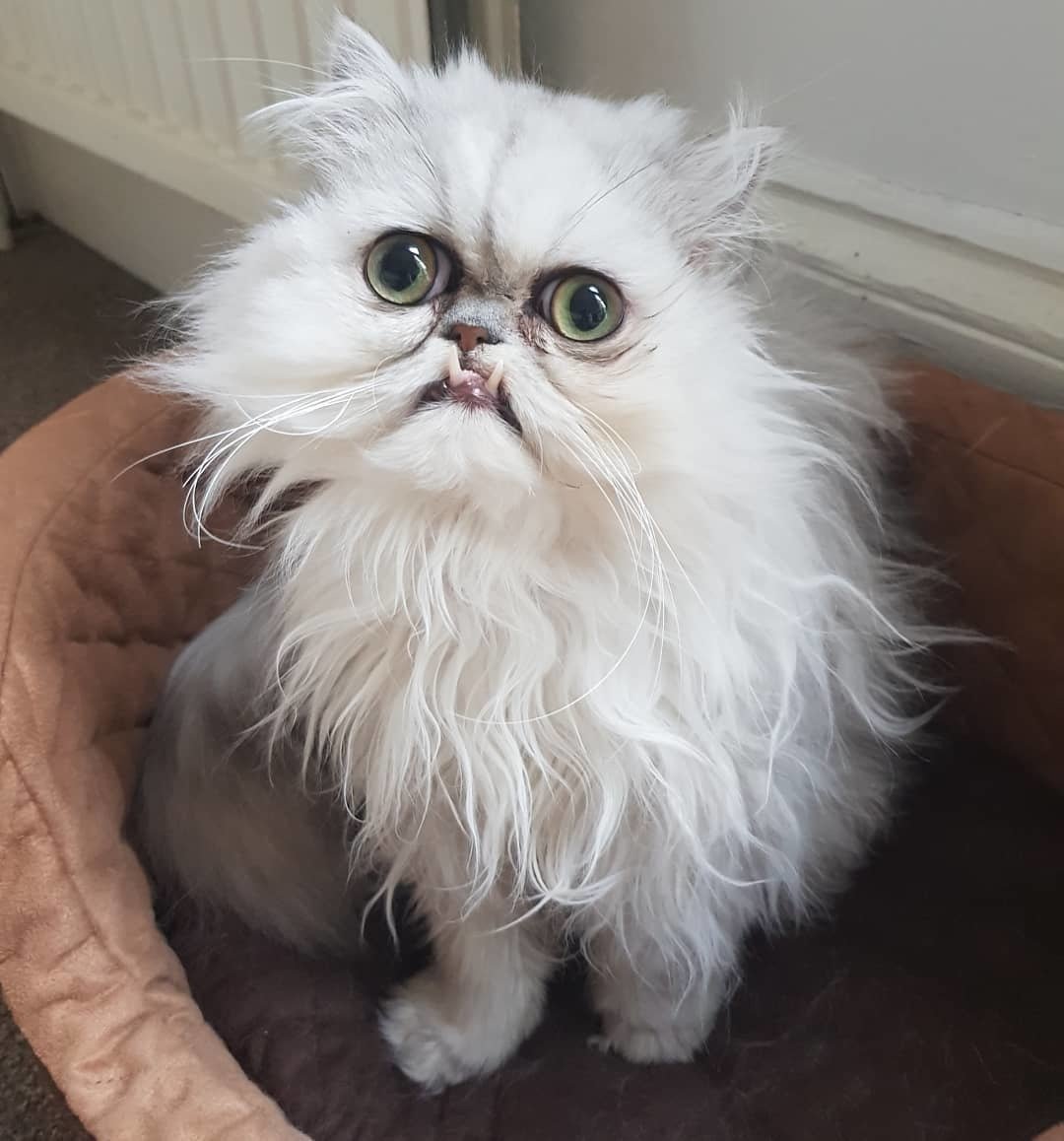 Кошка серая