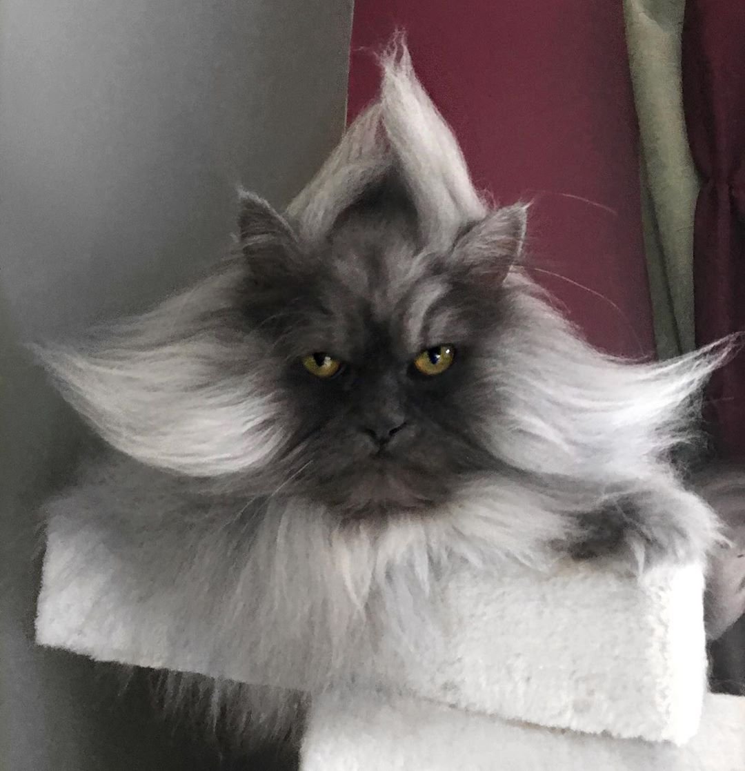 Злой кот Джуно