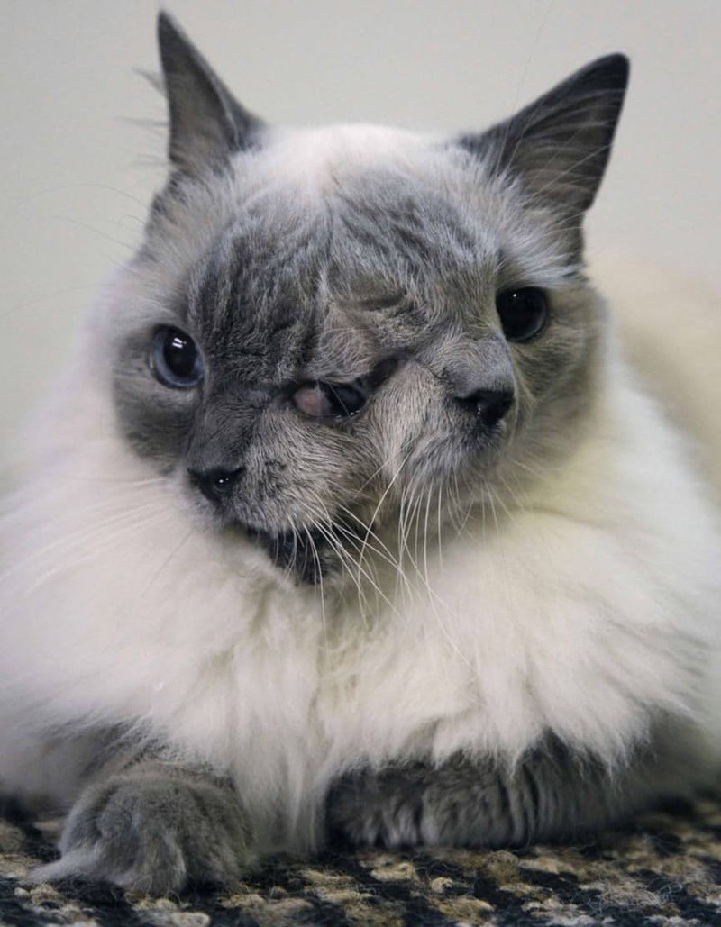 Анатолийский кот серый