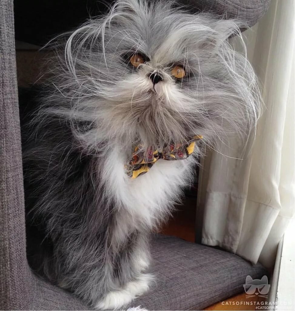 Турецкая ангора кошка