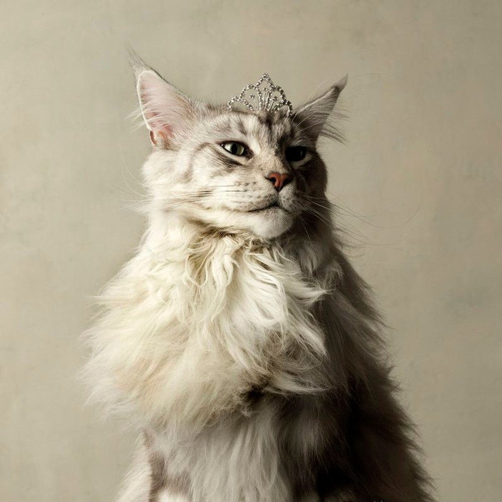 Marie Cecile Thijs коты