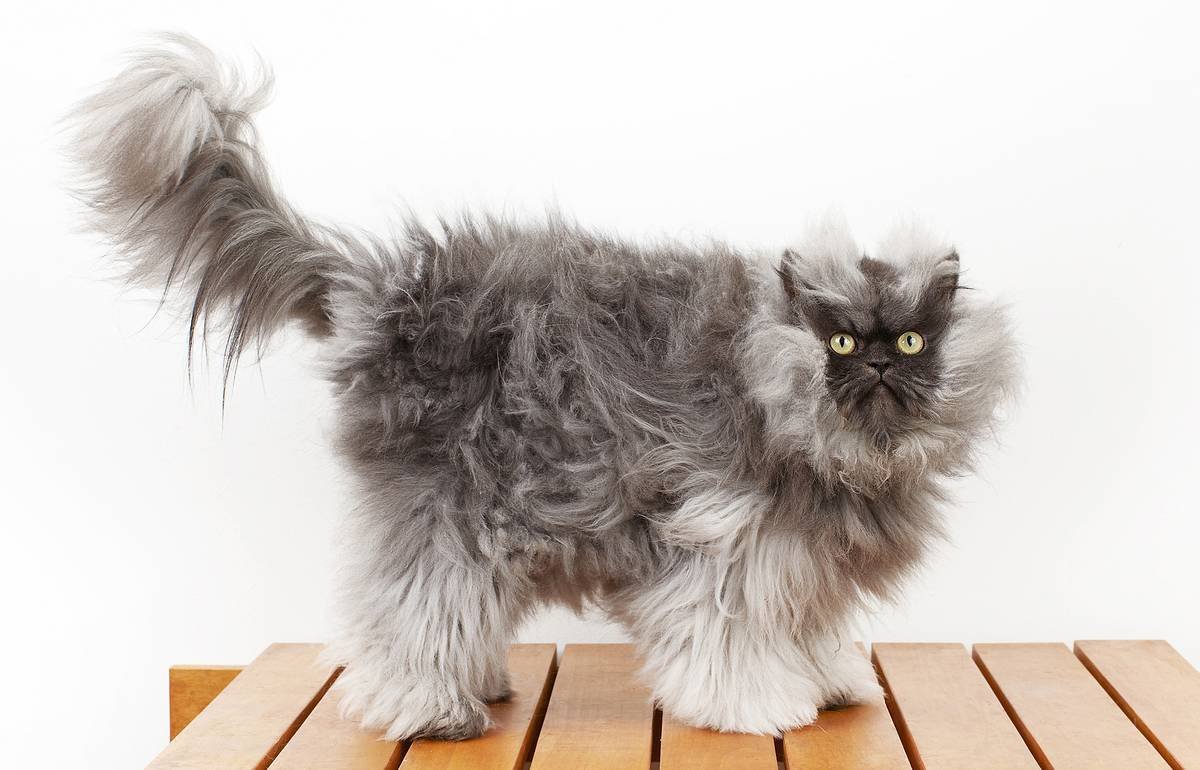 Персидская кошка с длинной шерстью