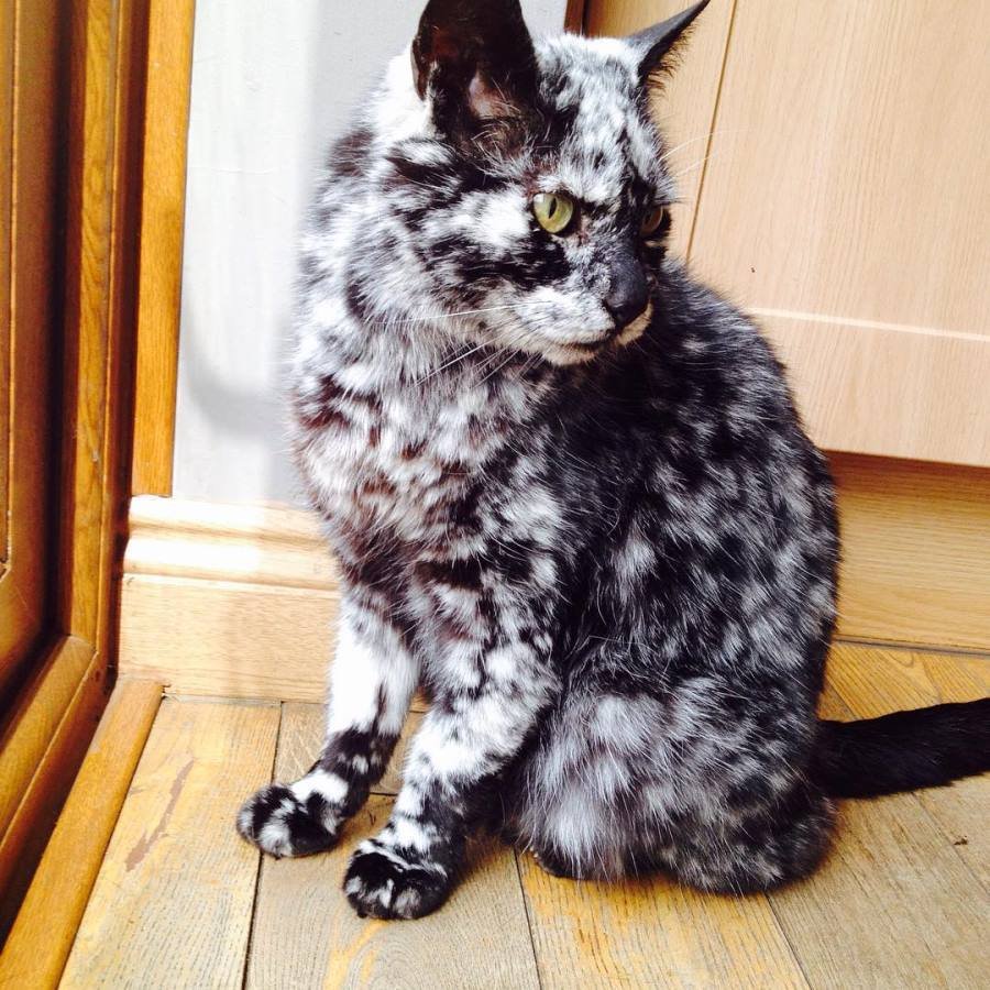 Селкирк рекс Альберт