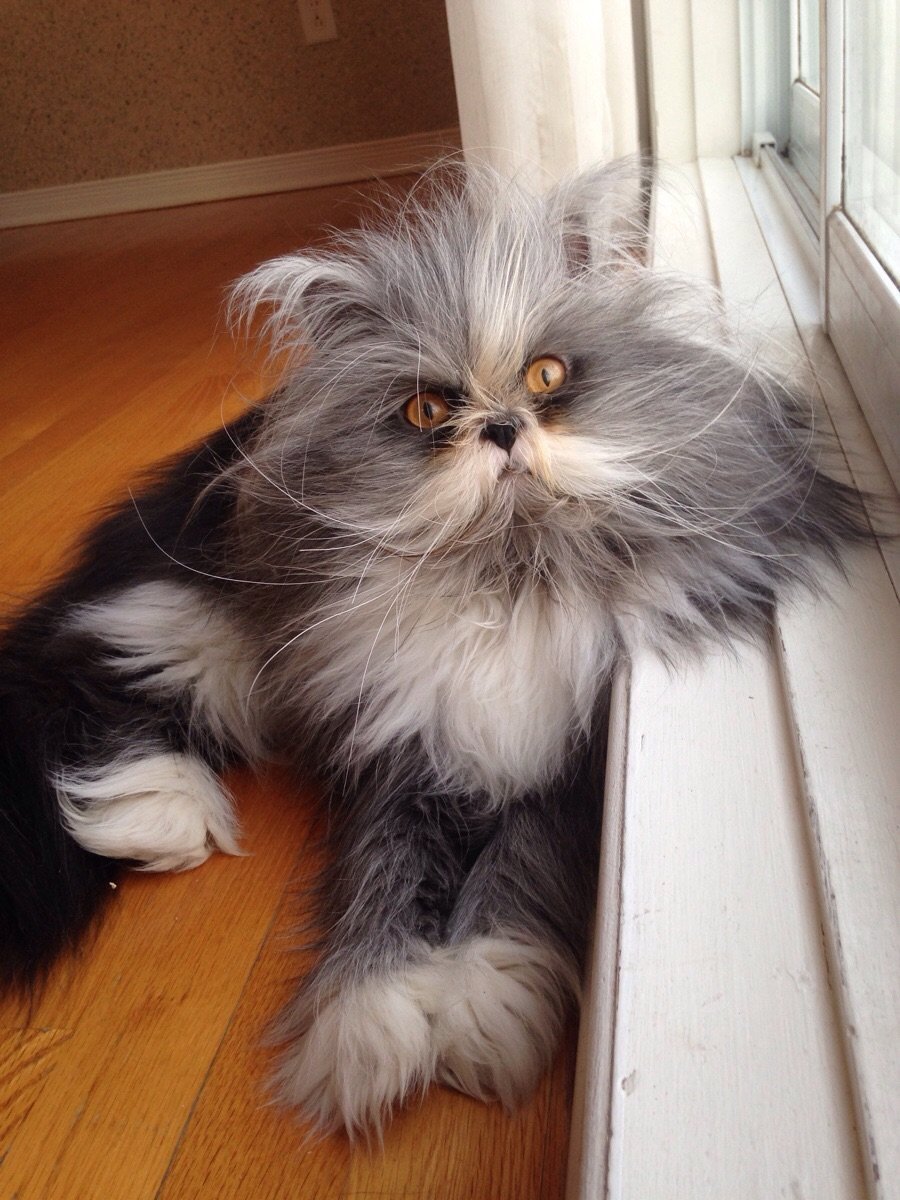 Канадская Рысь лапы