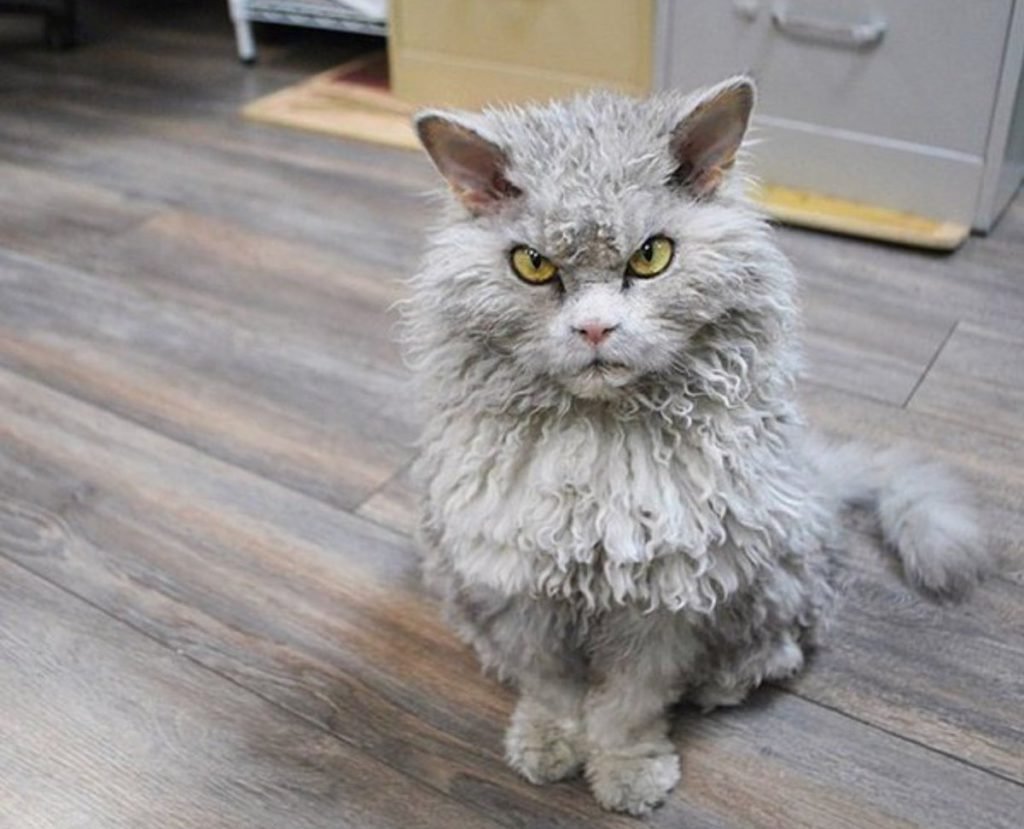 Норвежская Лесная кошка дымчатая