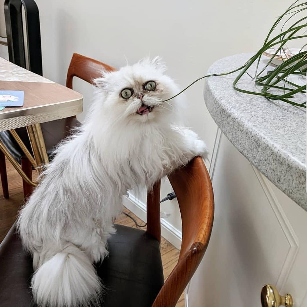 Британская короткошёрстная кошка