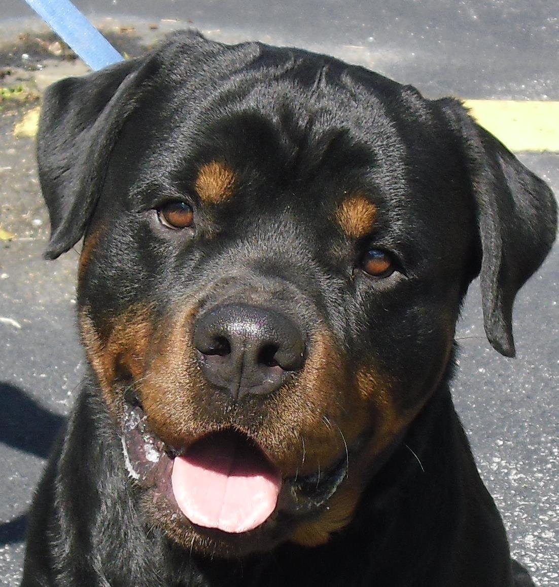 Ротвейлер купированные уши