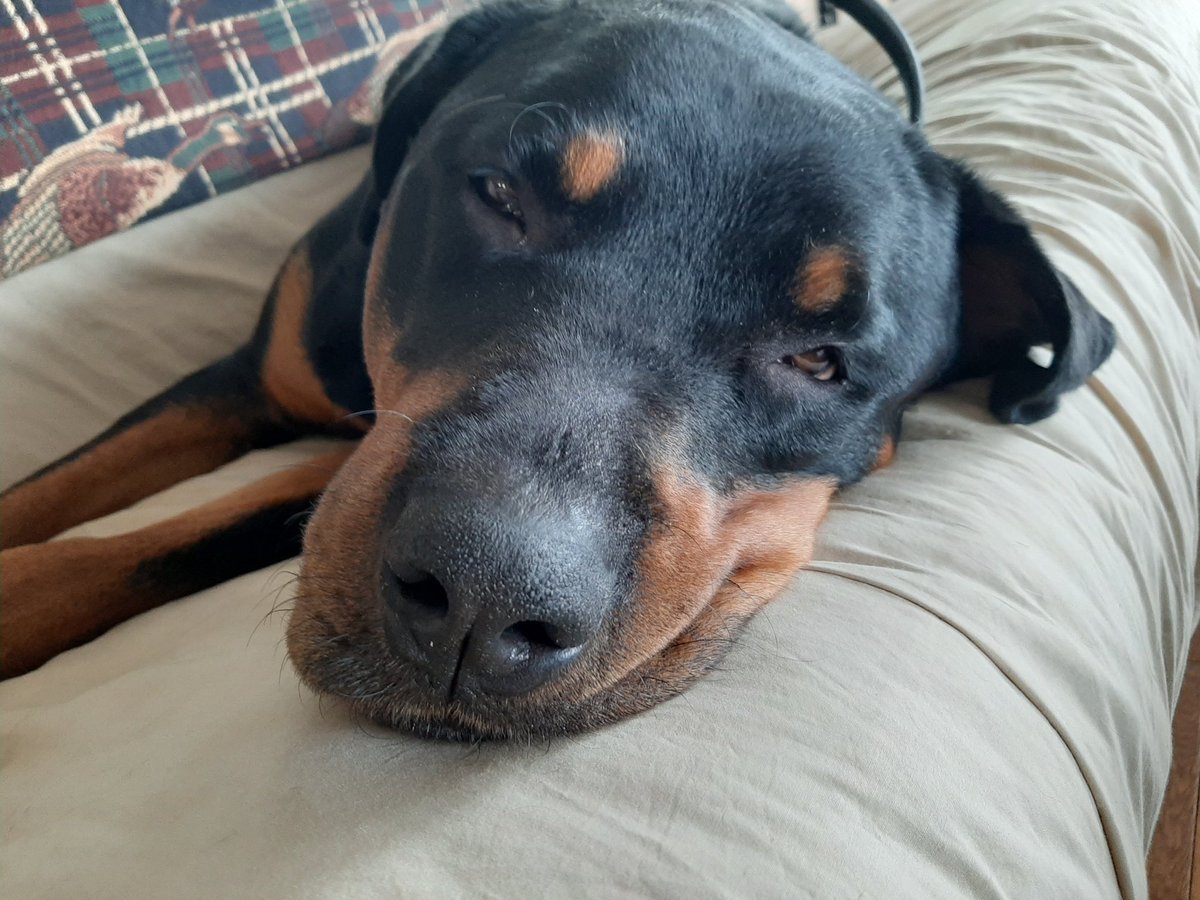 Ротвейлер купированные уши