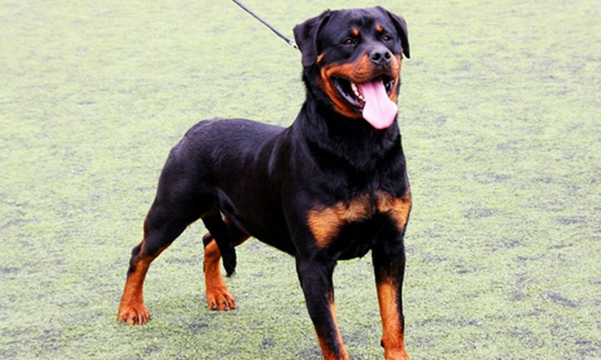 Ротвейлер купированный