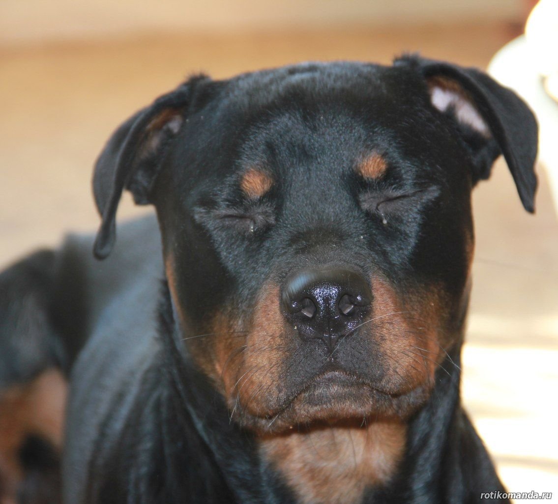 Ротвейлер купированные уши