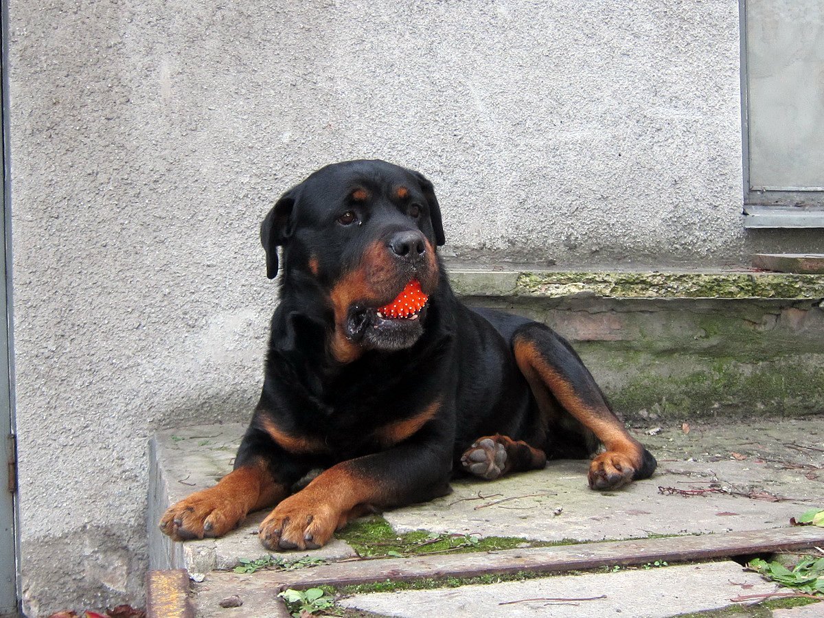 Ротвейлер пинчер