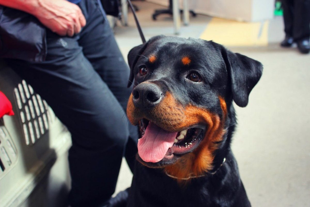 Ротвейлер с цветочком