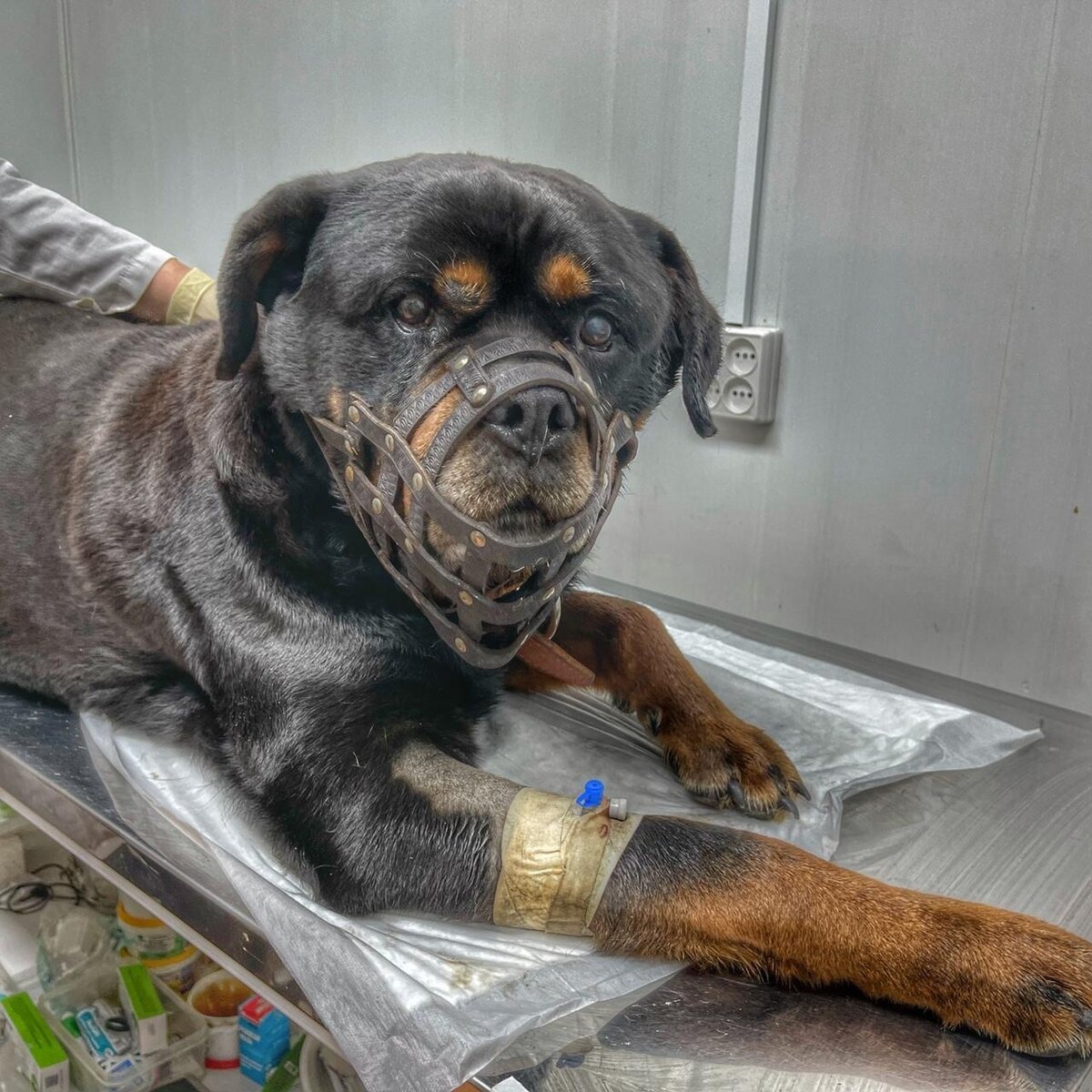 Ротвейлер купированный