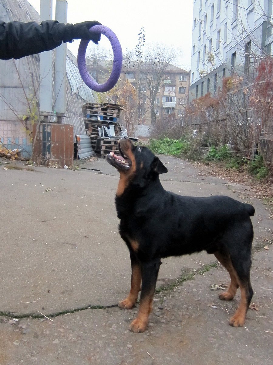 Ротвейлер Бьюдель