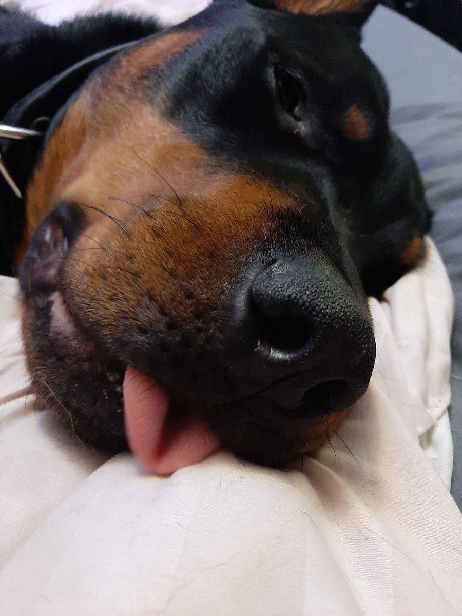 Ротвейлер стандарт породы