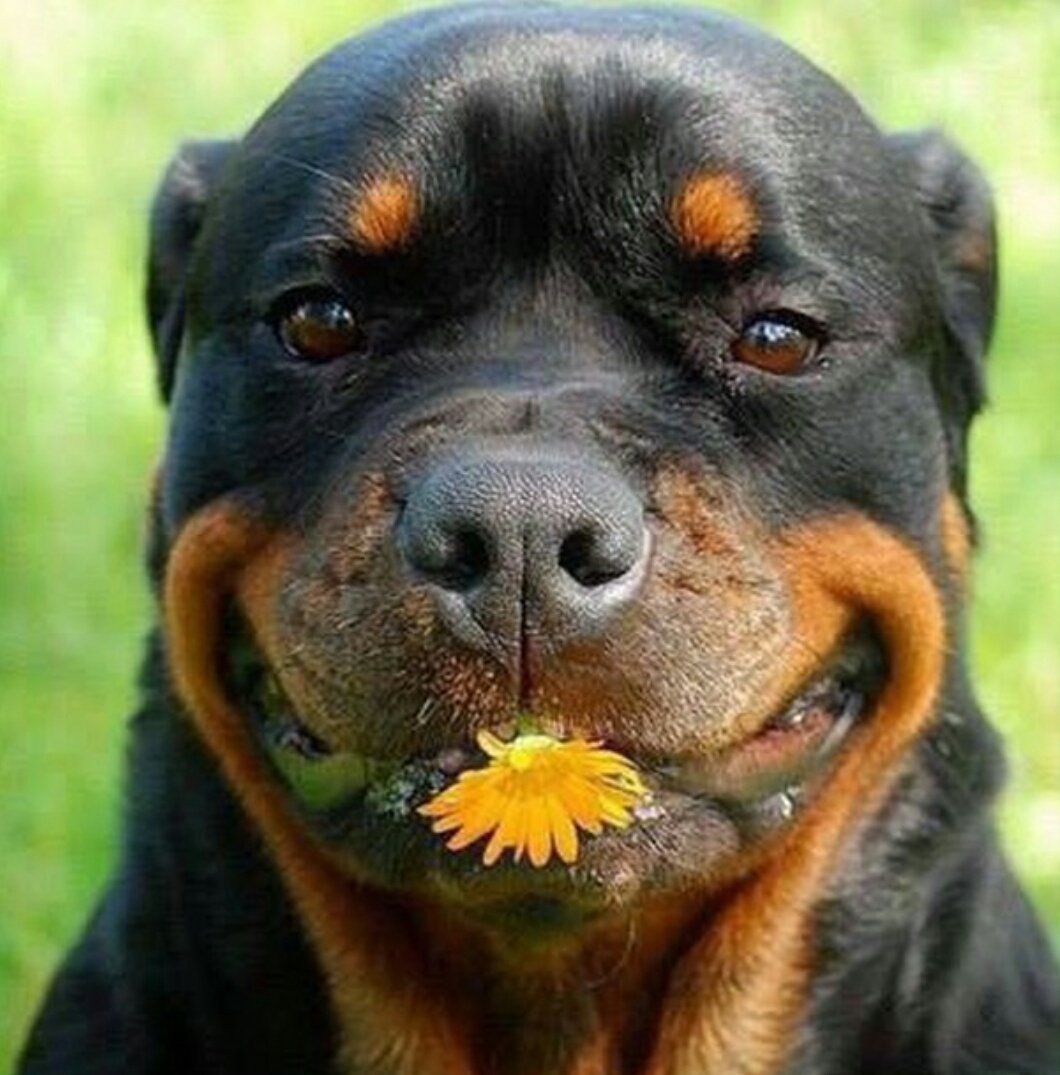 Доберман толпа