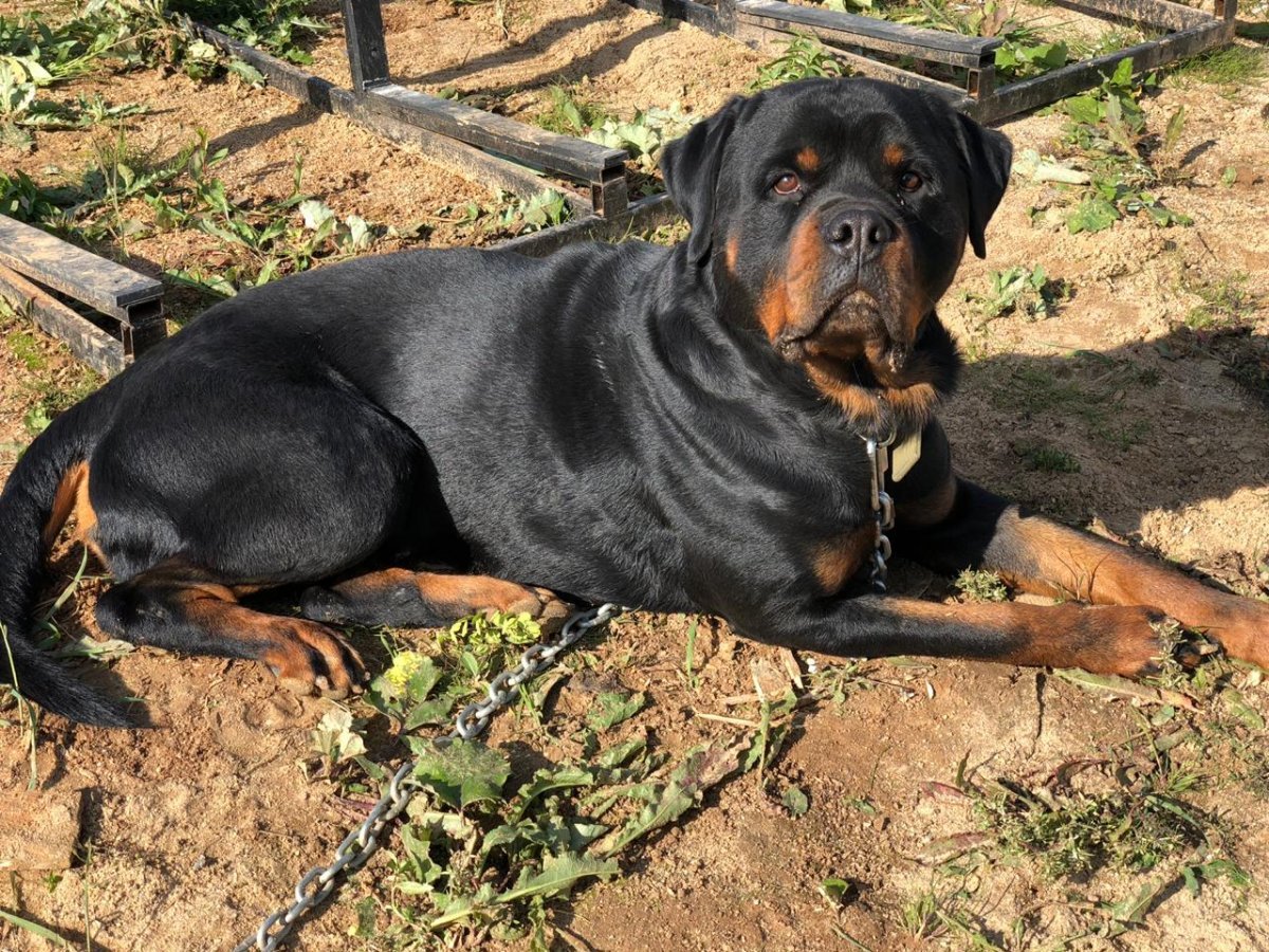 Ротвейлер купированный