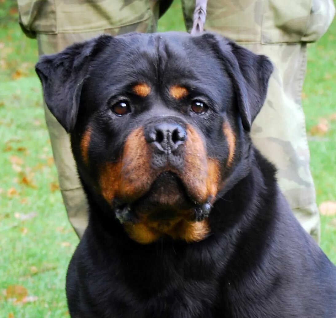 Ротвейлер Бьюдель