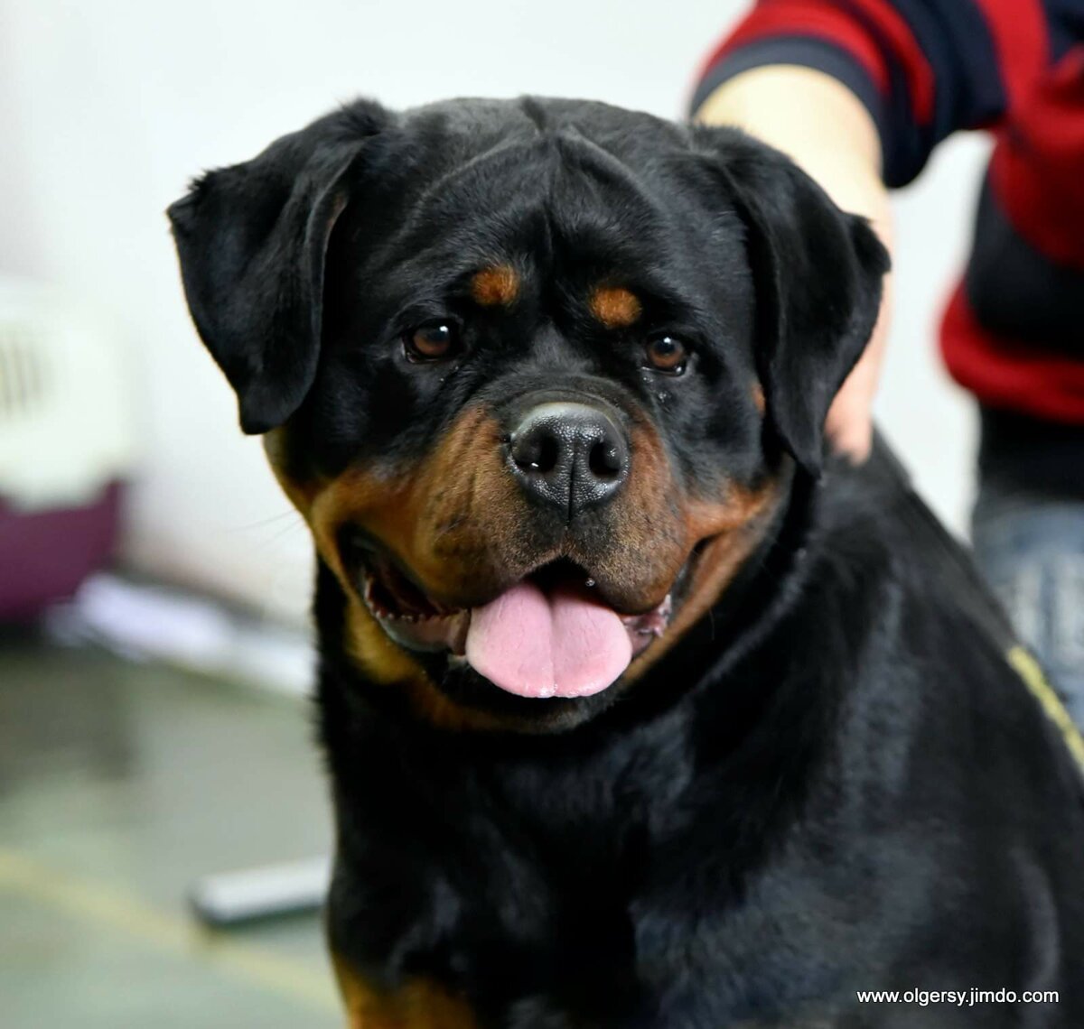 Ротвейлер купированный