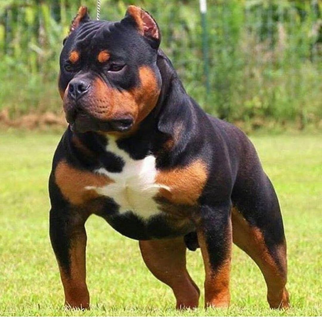 Доберман некупированный