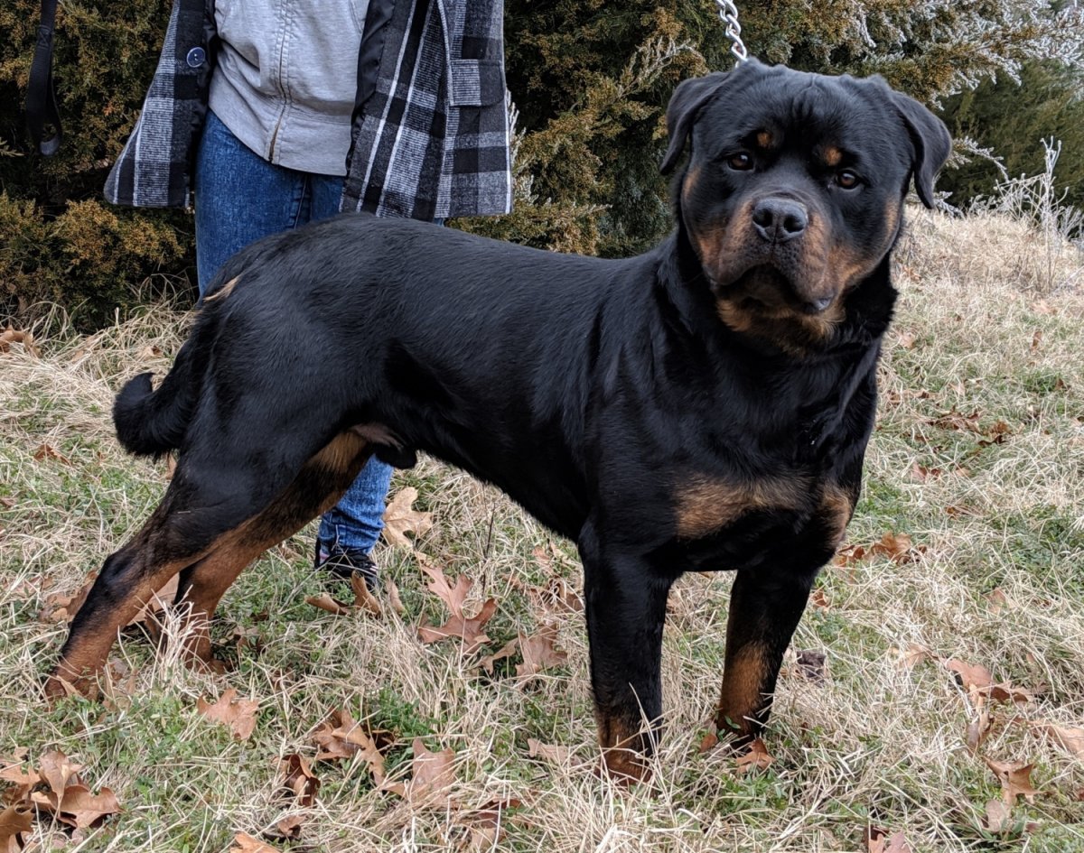 Ротвейлер зима