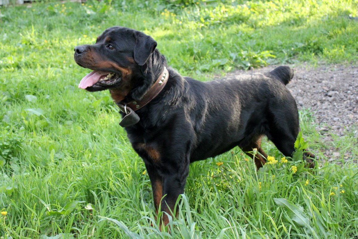 Собака с опущенными ушками