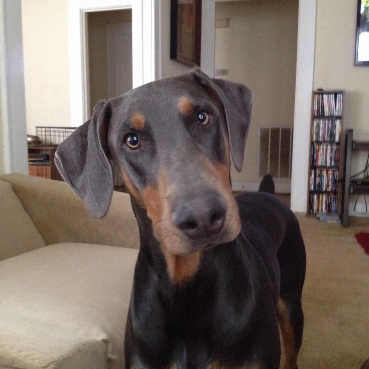 Романский ротвейлер