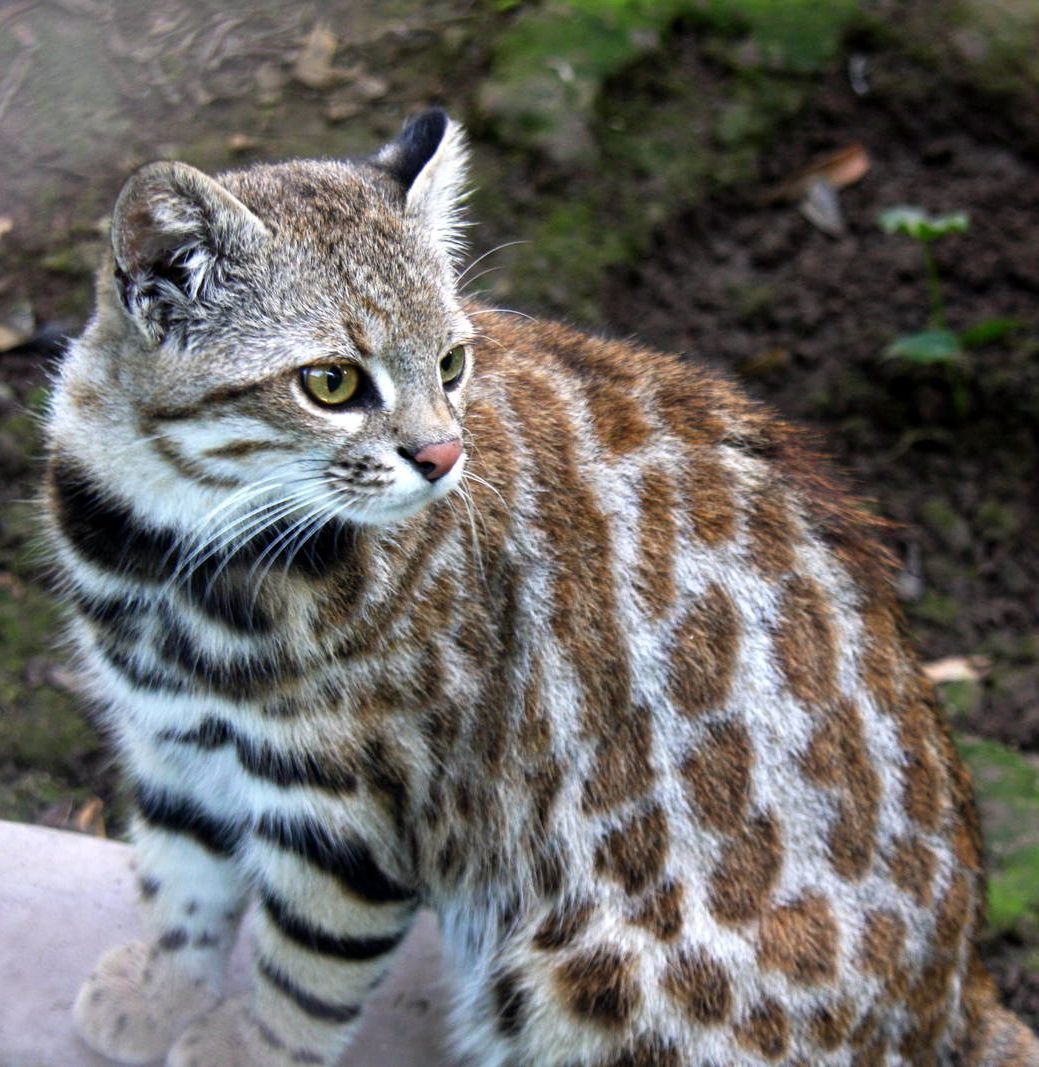 Дикой африканской кошки (Felis Silvestris lybica)