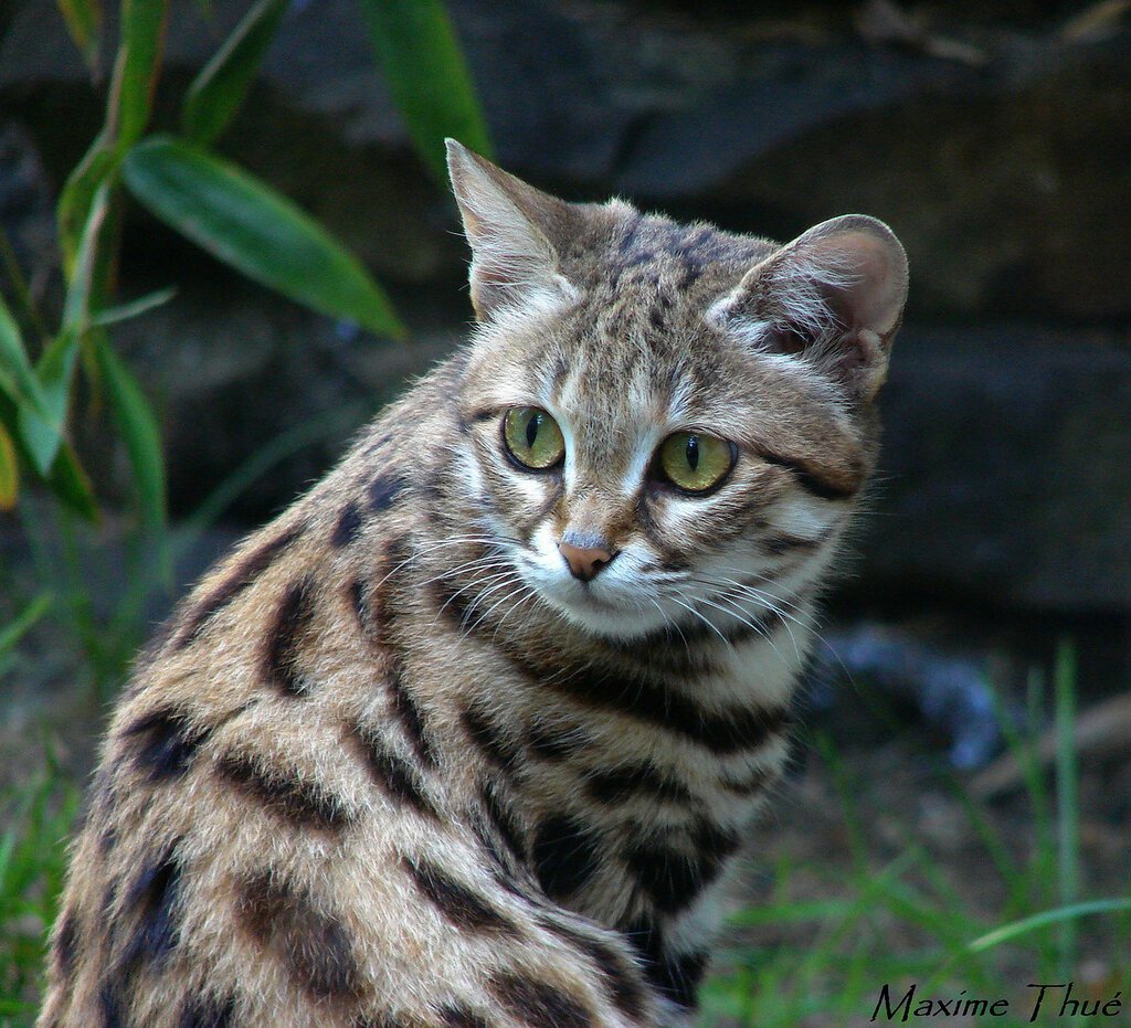 Предок домашней кошки