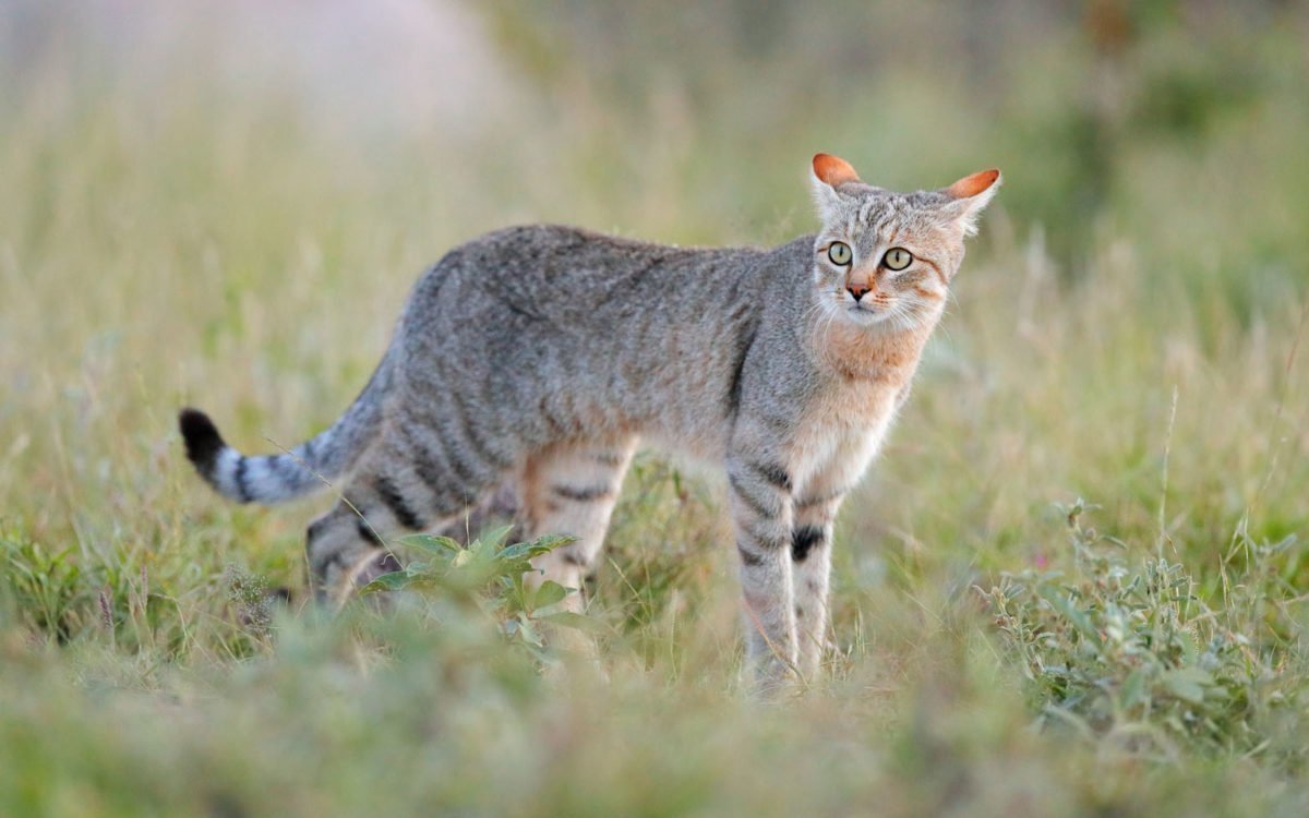 Степной кот Felis Libyca (Forster, 1780)